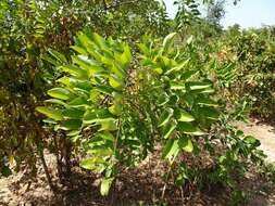 Image of Drumstick Tree