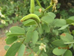 Image of Kalahari bauhinia