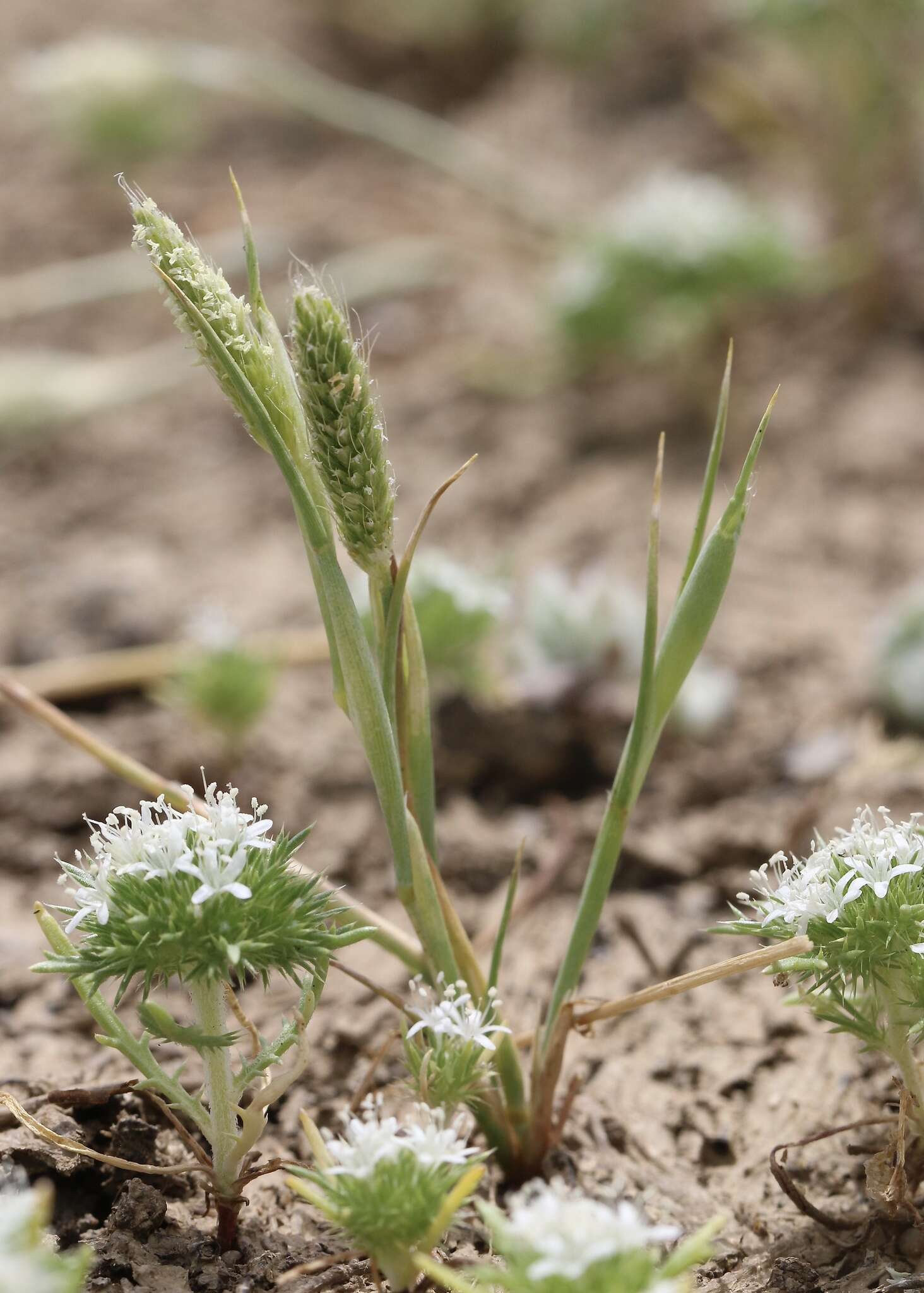 Image of Pacific foxtail