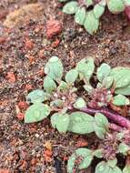 Image of Cooke's phacelia