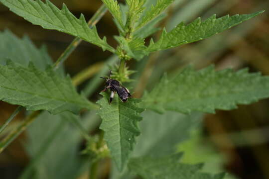 Imagem de Macropis europaea Warncke 1973