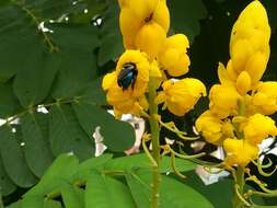 Plancia ëd Eufriesea caerulescens (Lepeletier 1841)