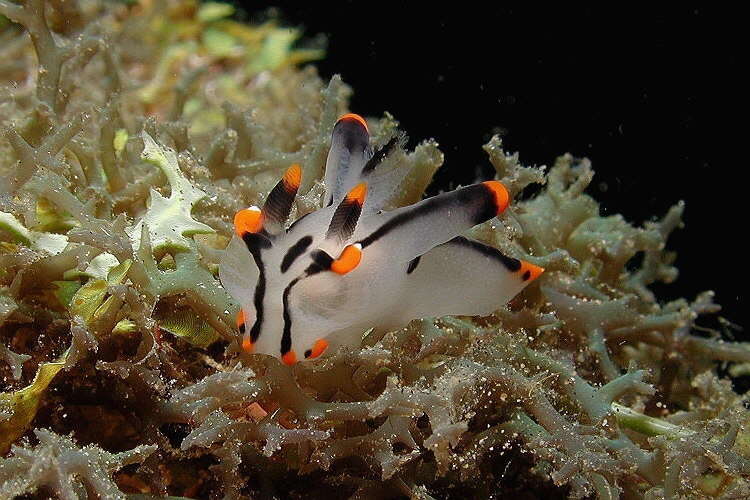 Image of Orange tip black line grey slug