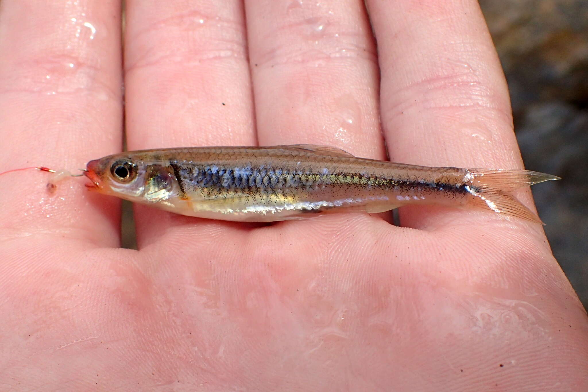 Imagem de Notropis rubricroceus (Cope 1868)