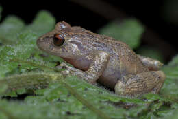 Image of Burrowes robber frog