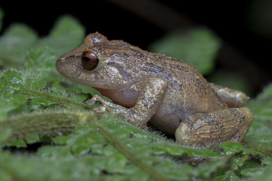 Sivun Pristimantis laticlavius (Lynch & Burrowes 1990) kuva