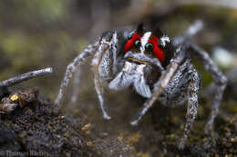 Image of Habronattus sansoni (Emerton 1915)