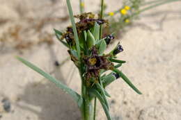 Image of Ferraria foliosa G. J. Lewis