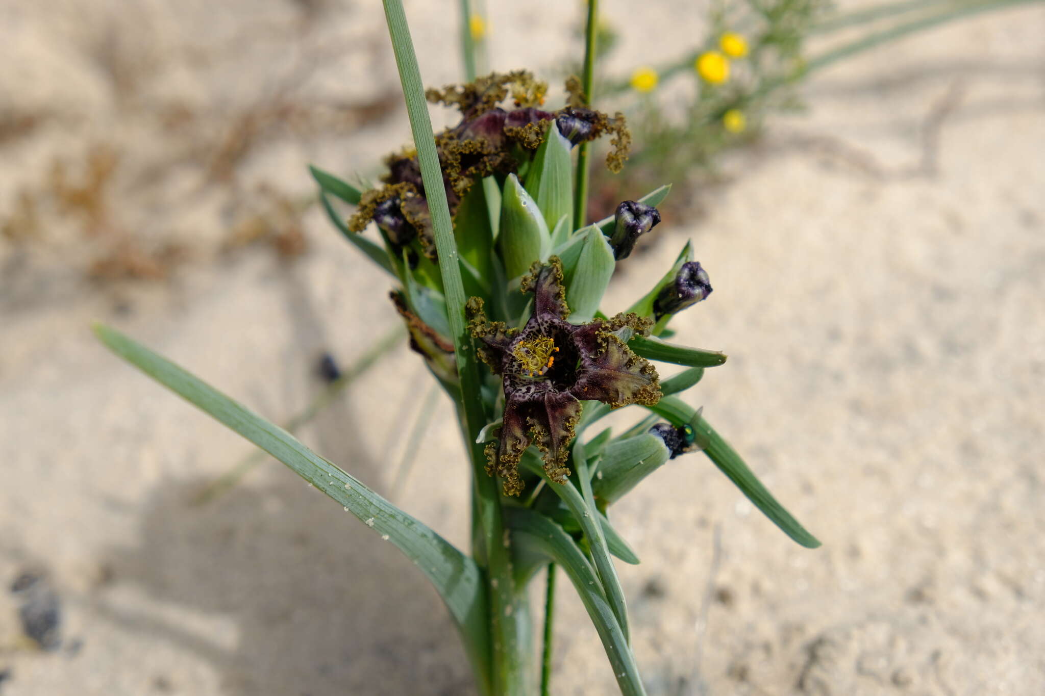 Image of Ferraria foliosa G. J. Lewis