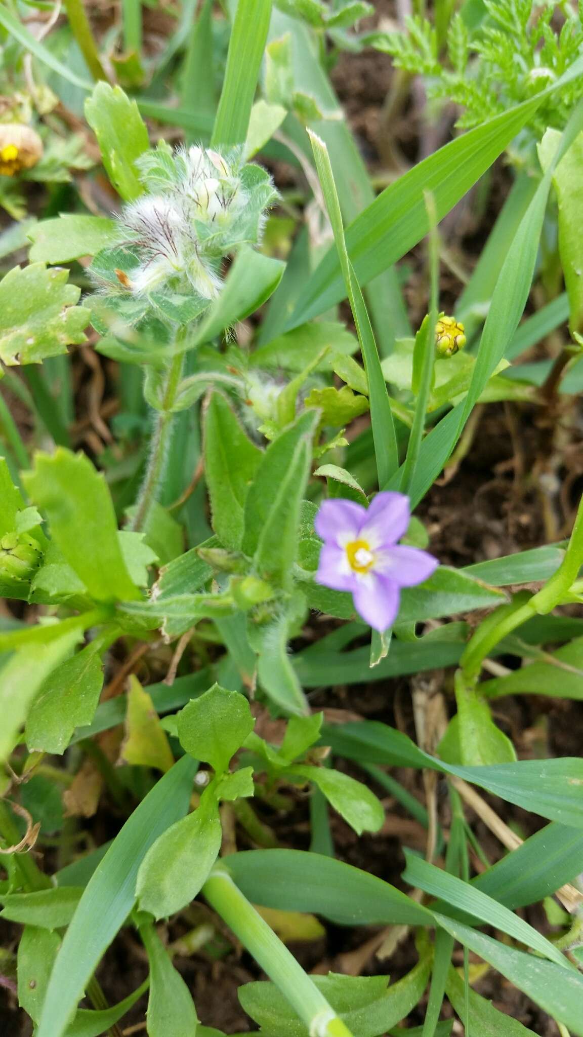 Image of Convolvulus pentapetaloides L.