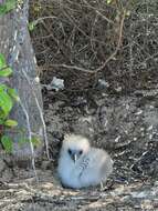 Image of tropicbirds