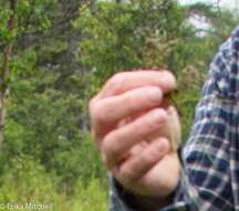 Sivun Scirpus atrocinctus Fernald kuva