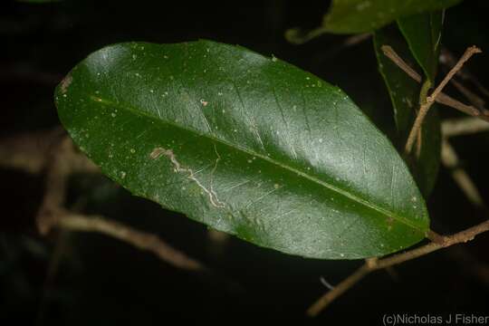 Image of Croton acronychioides F. Muell.