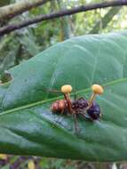 Image of Ophiocordyceps lloydii (H. S. Fawc.) G. H. Sung, J. M. Sung, Hywel-Jones & Spatafora 2007