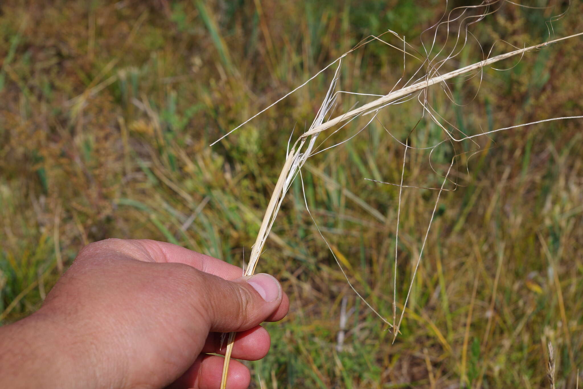 Sivun Stipa krylovii Roshev. kuva