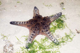 Image of chocolate chip sea star