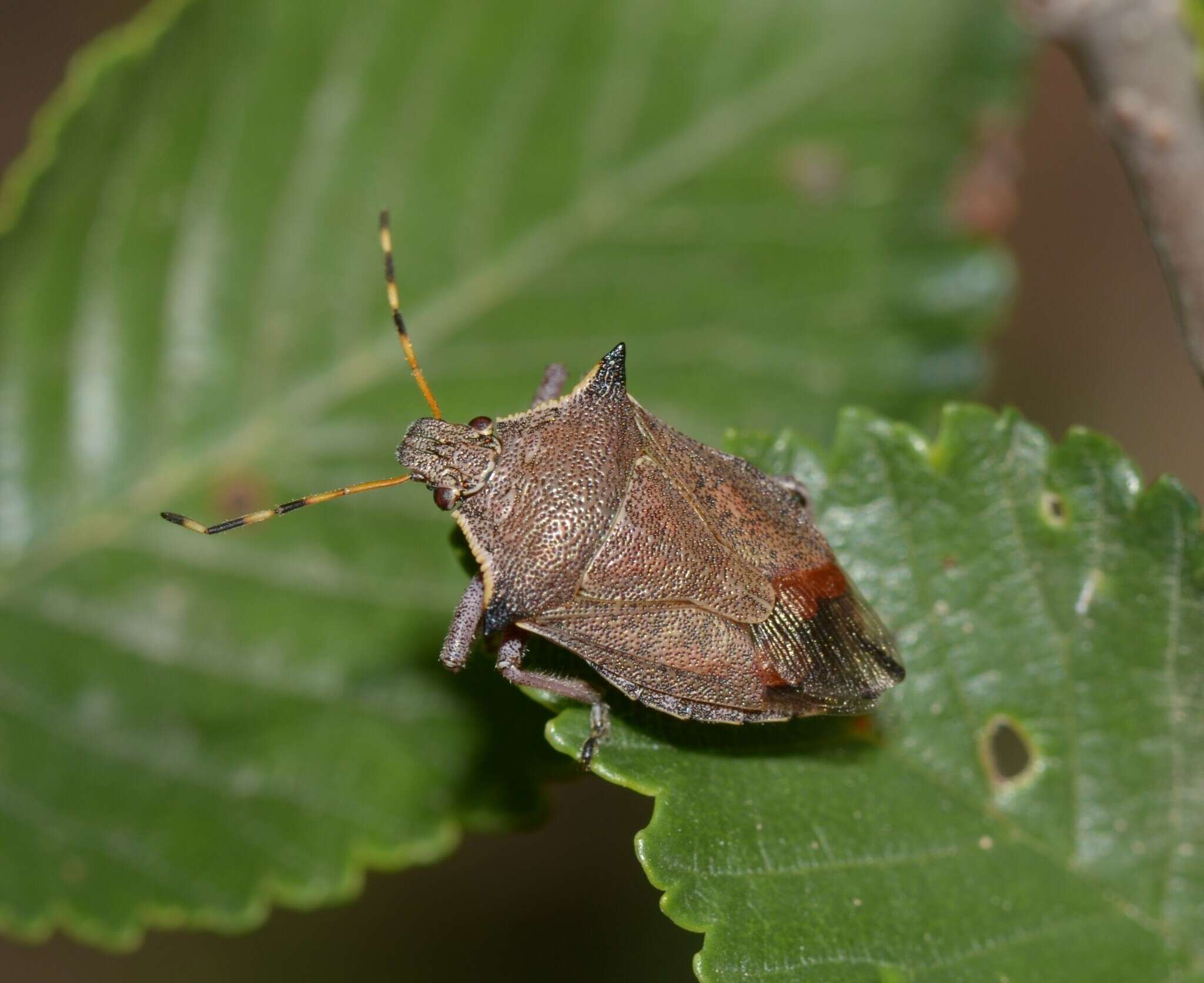 Picromerus nigridens (Fabricius 1803) resmi