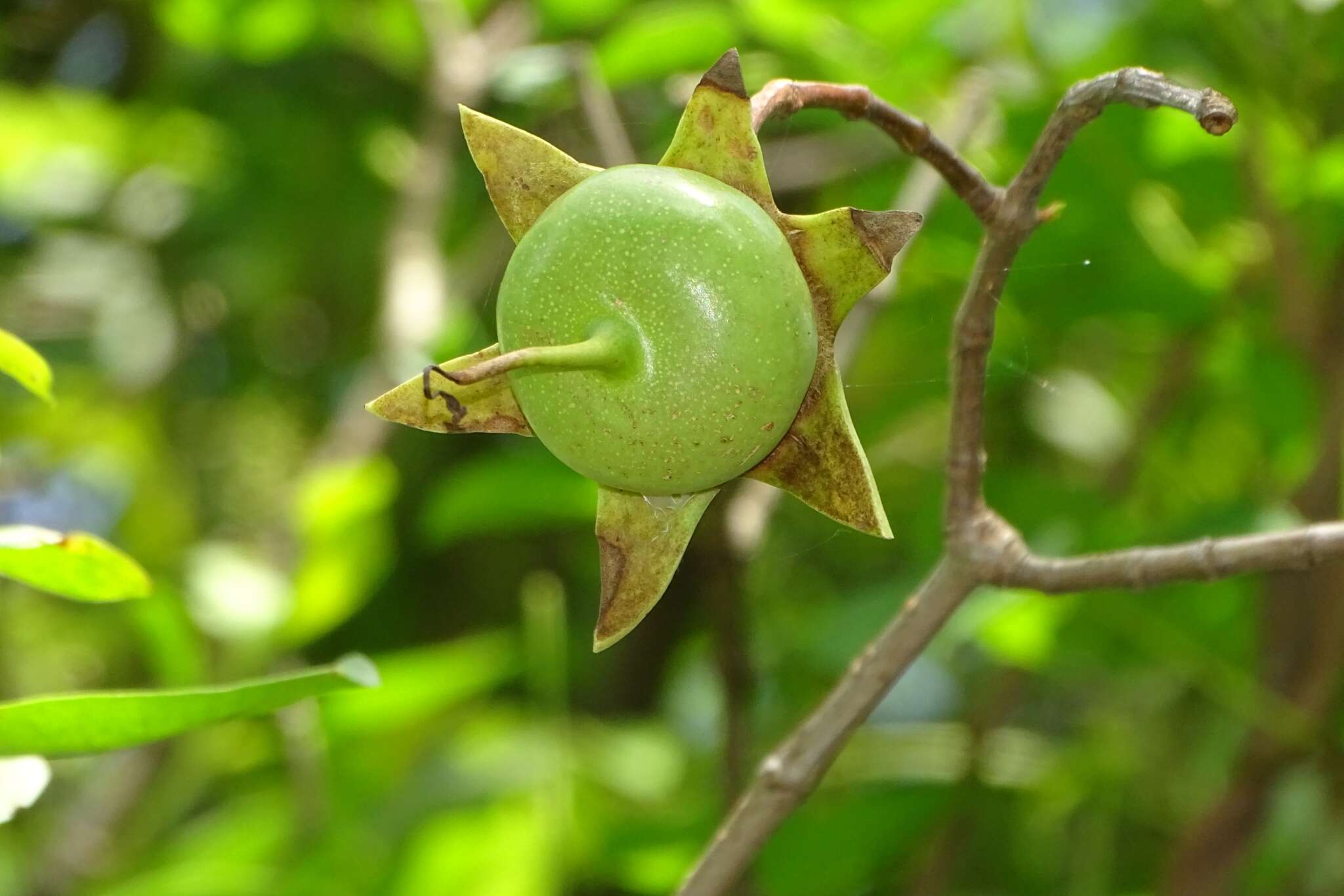 Image of Sonneratia caseolaris (L.) A. Engl.