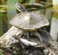 Image of Murray River Turtle