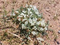 Image of Astragalus brevifolius Ledeb.