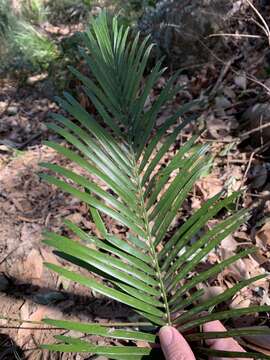 Image of Macrozamia lucida L. A. S. Johnson