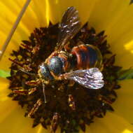 Image of Dianthidium floridiense Schwarz 1926