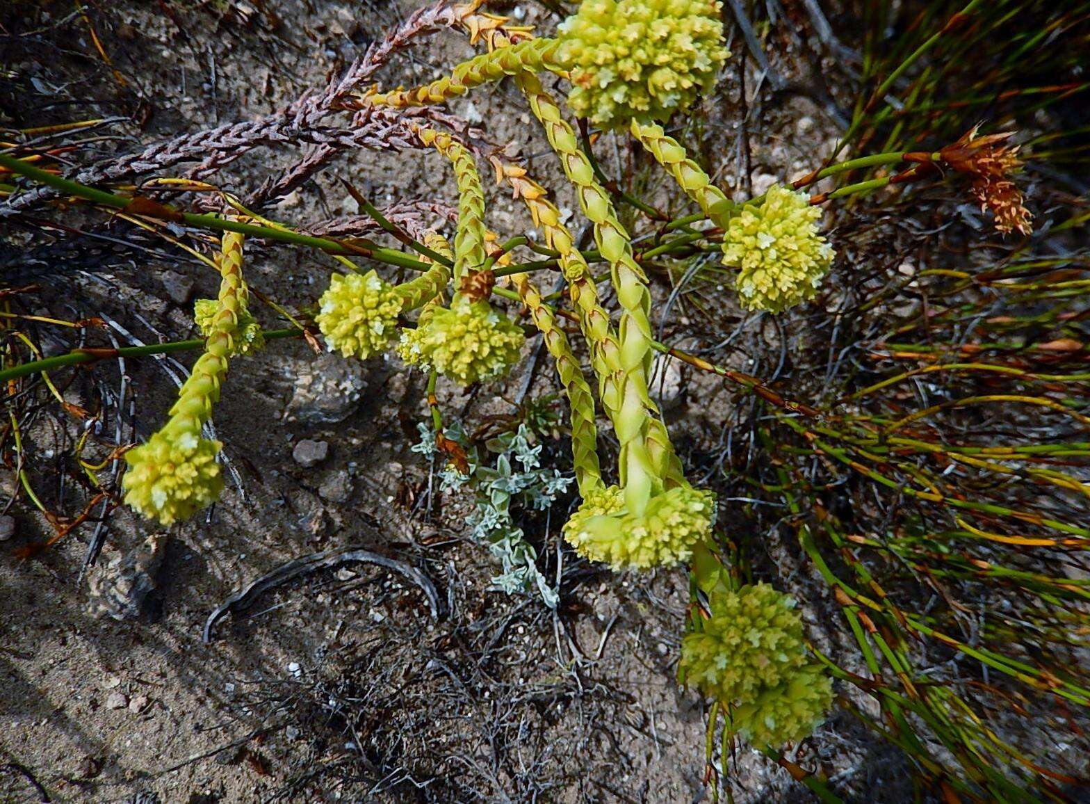 Image of Crassula subulata var. fastigiata (Schönl.) Tölken