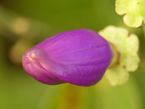 Image de Amphilophium paniculatum (L.) Kunth