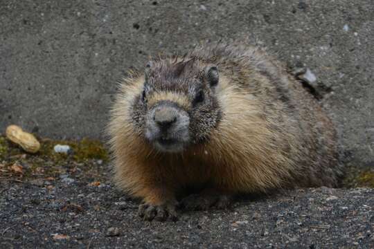 Image of Marmota subgen. Petromarmota Steppan et al. 1999