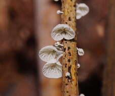 Image of Tetrapyrgos olivaceonigra (E. Horak) E. Horak 1987