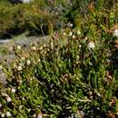 Imagem de Cassiope mertensiana subsp. californica