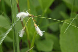 Image of slender cottongrass