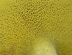 Image of Chicken Fat Mushroom
