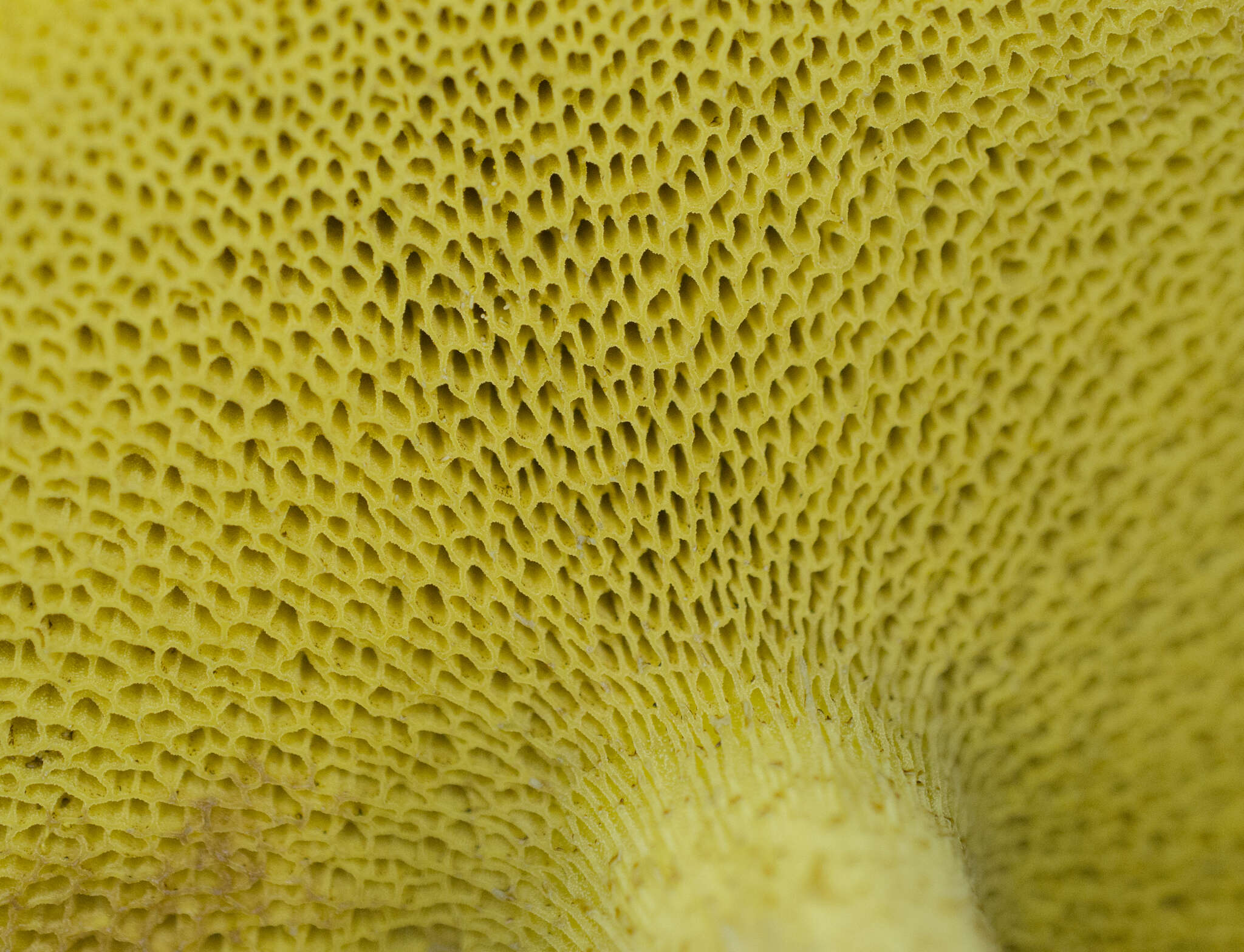 Image of Chicken Fat Mushroom