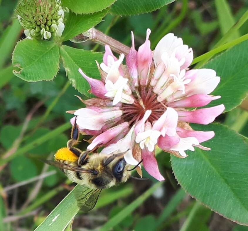 Image of Broad-handed Leaf-cutter Bee