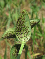 Plancia ëd Puccinia vincae (DC.) Berk. 1836