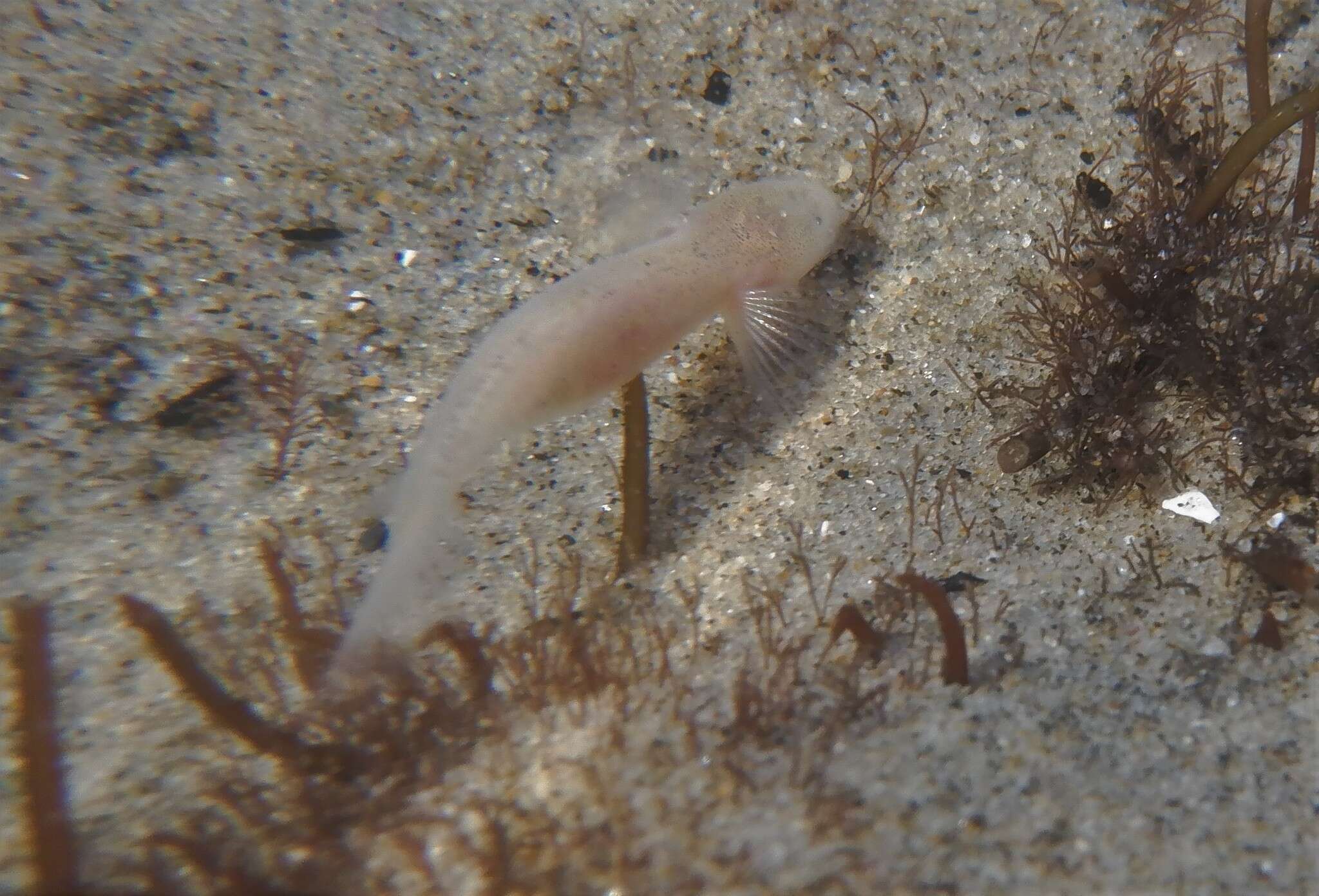 Слика од Typhlogobius californiensis Steindachner 1879