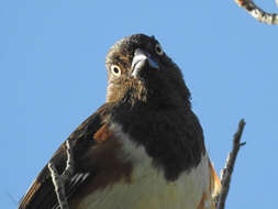 Image of Pipilo erythrophthalmus alleni Coues 1871