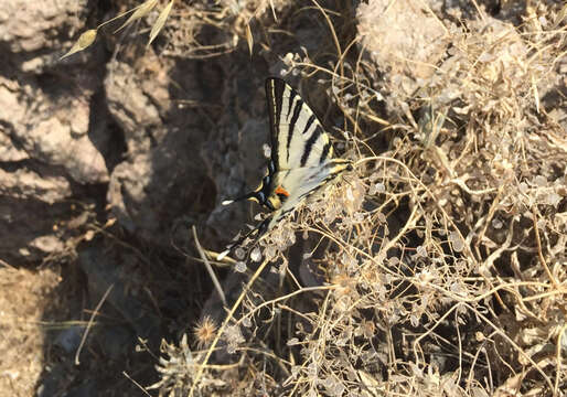 Image of Iphiclides