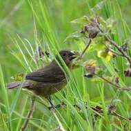 Sporophila funerea (Sclater & PL 1860) resmi