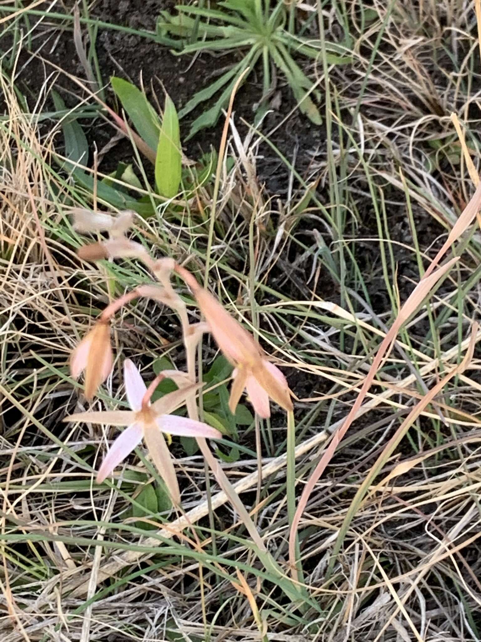 Image of Hesperantha longicollis Baker