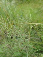 Слика од Epilobium leptophyllum Rafin.