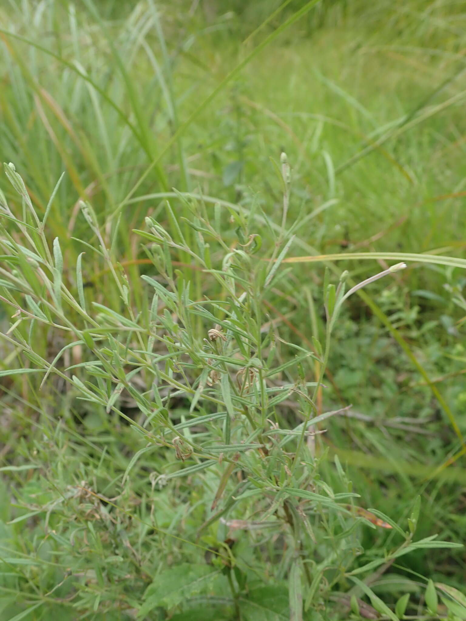 Epilobium leptophyllum Rafin. resmi