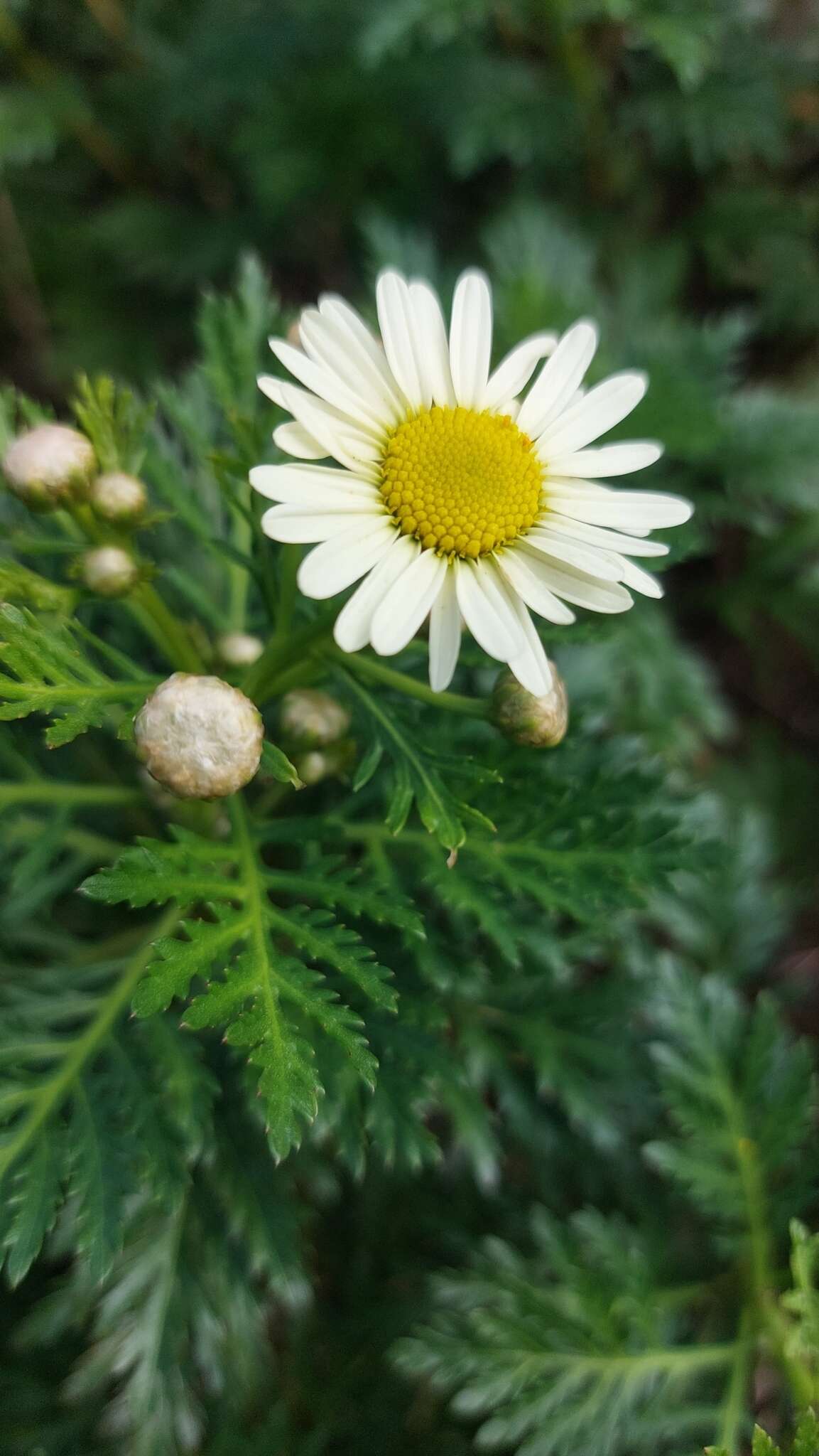 Image of Argyranthemum callichrysum (Svent.) C. J. Humphries