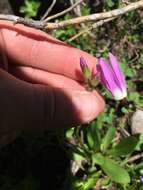 Plancia ëd Dodecatheon jeffreyanum subsp. jeffreyanum