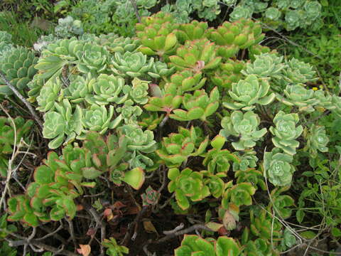 Image of Aeonium castello-paivae C. Bolle