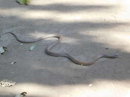 Image of Rufous Beaked Snake