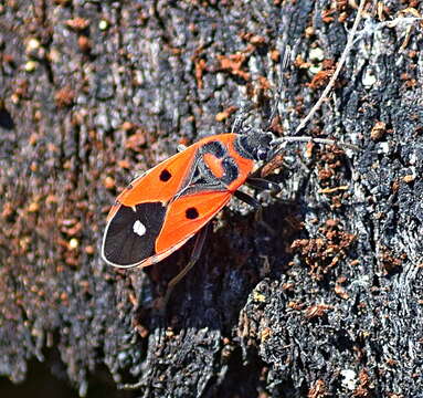 صورة Melanocoryphus albomaculatus Goeze 1778