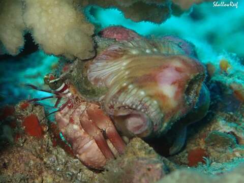 Image of jeweled anemone hermit