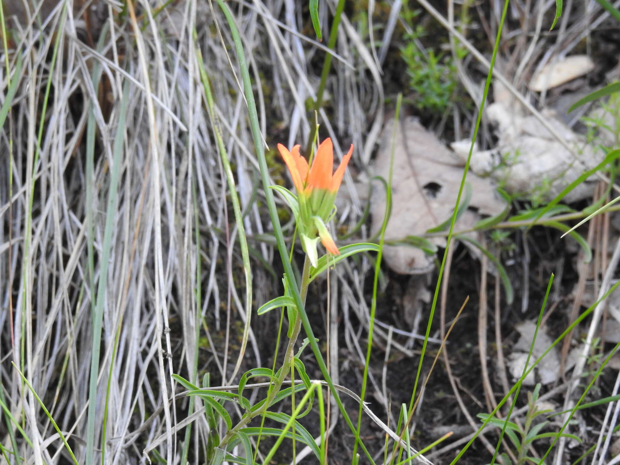 Image of Castilleja durangensis G. L. Nesom